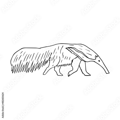 Vector hand drawn doodle sketch anteater isolated on white background photo