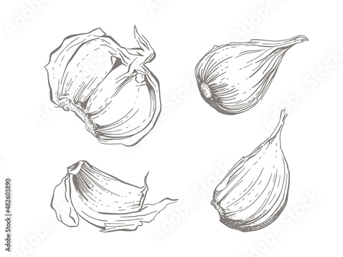 Sketchy illustration of garlic cloves. Hand drawn elements for package design. Isolated on white background.