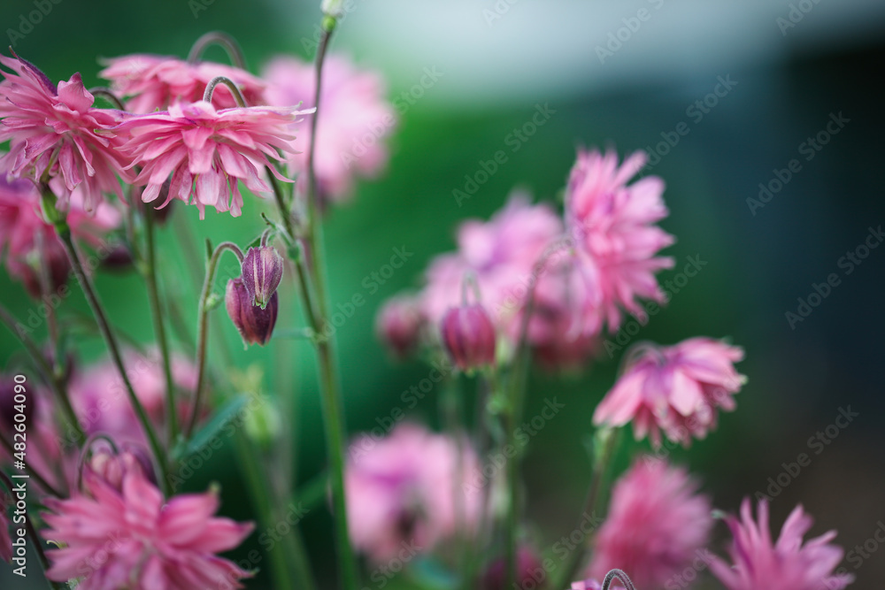 Abstract of beautiful Aquilegia vulgaris 'Clementine Salmon-Rose' blossoms  in the flower garden. Selective focus on center flower with blurred  foreground and background. Stock Photo | Adobe Stock