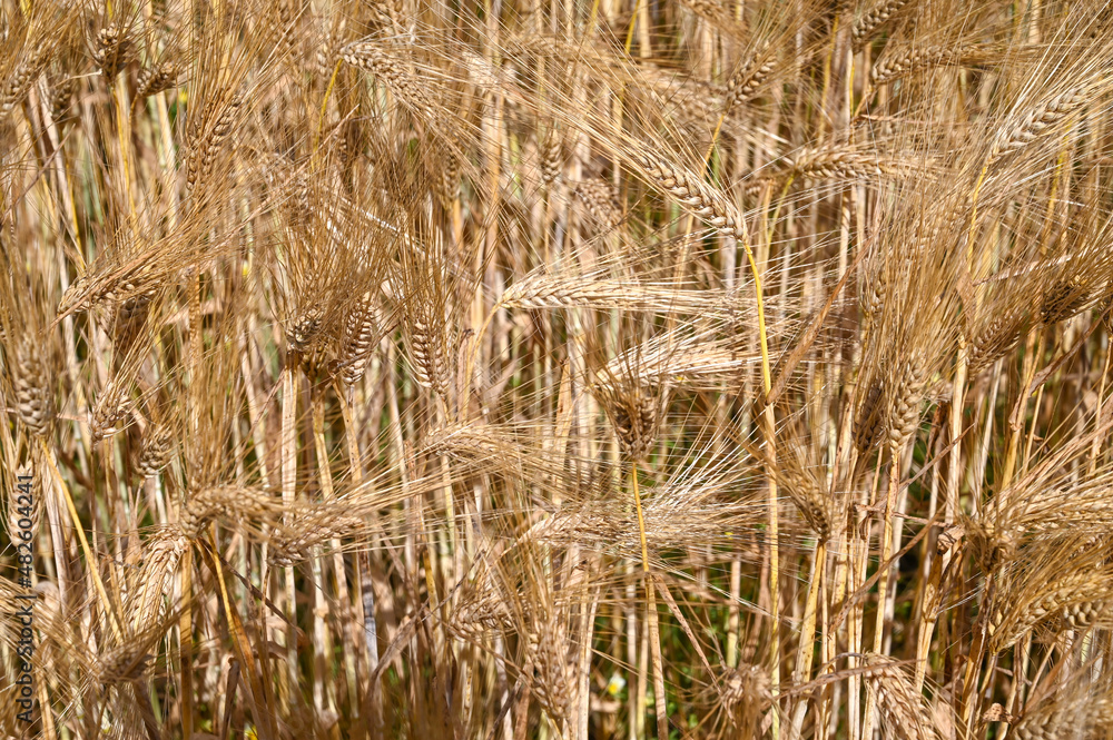 Fototapeta premium Golden rye on the field at sunny summer day. Yellow ripening ears of rye ready for harvest. Cereals growing on the field. 