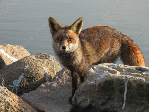 Fox - Wildlife Photography © Carolina