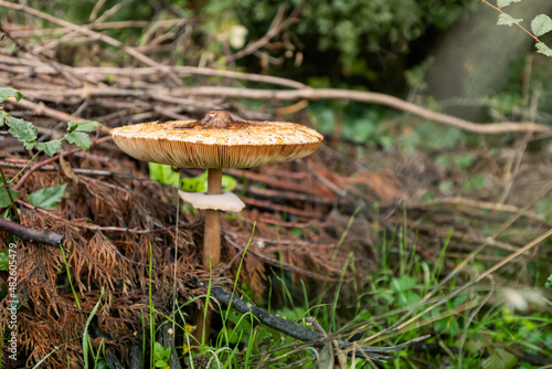 Edible parasol mushroom grows in an old clearing in the forest