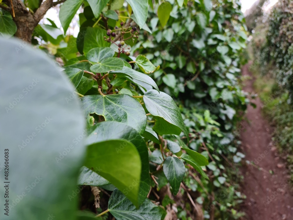 Obraz premium leaves in the garden