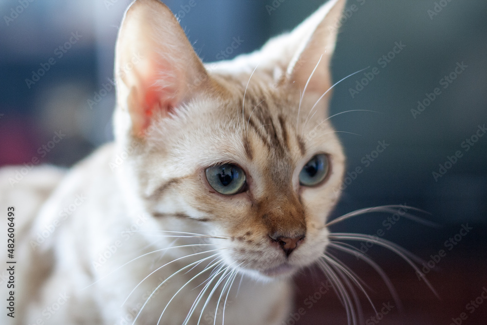 Bengal cat plays with a toy. Portrait, close-up. An intergeneric hybrid of a domestic cat and a Bengal cat proper. Bengal cat plays with a toy. Portrait, close-up. An intergeneric hybrid of a domestic cat and a Bengal cat proper.