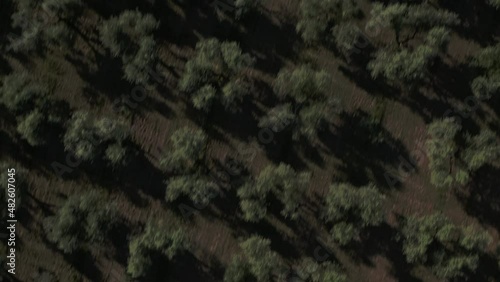 4K Aerial footage drone view of Olive grove, in Italy
