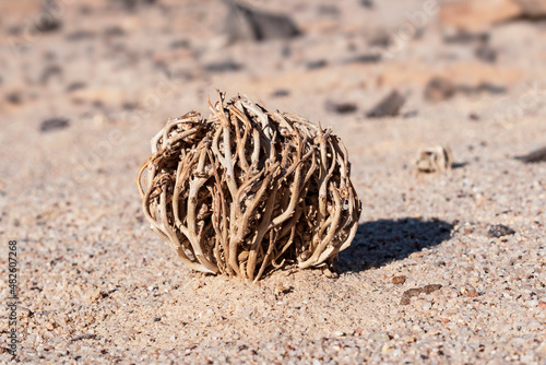 Anastatica hierochuntica true rose of Jericho biblical ressurrection plant in its dry dormant state in the Makhtesh Ramon crater in Israel photo