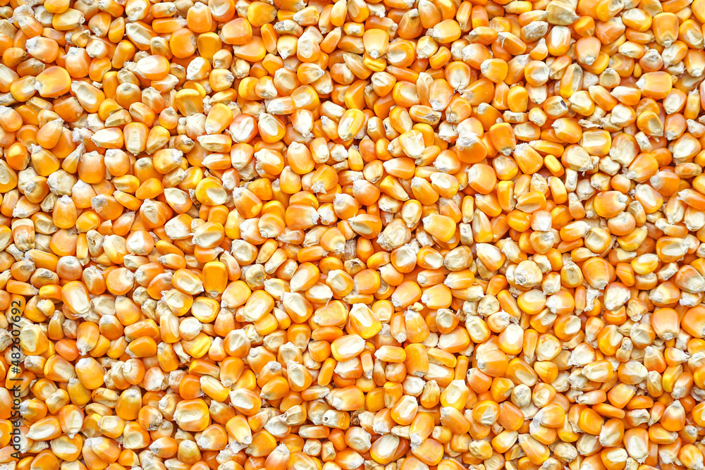 close up of corn grains close up of corn grains