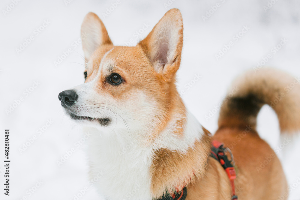 Cute corgi dog in snowy winter park.