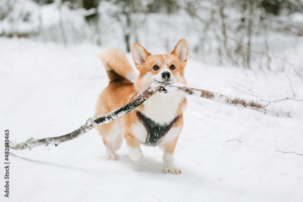 Cute corgi dog in snowy winter park.