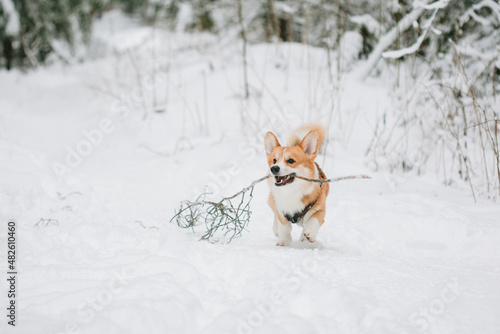 Cute corgi dog in snowy winter park. © beatleoff