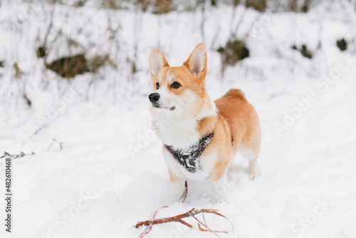Cute corgi dog in snowy winter park.