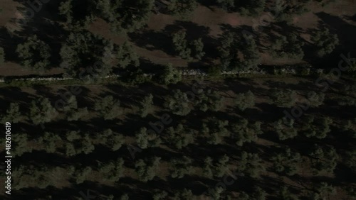 4K Aerial footage drone view of Olive grove, in Italy

