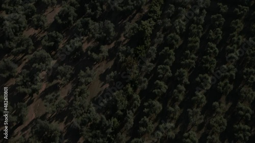 4K Aerial footage drone view of Olive grove, in Italy
