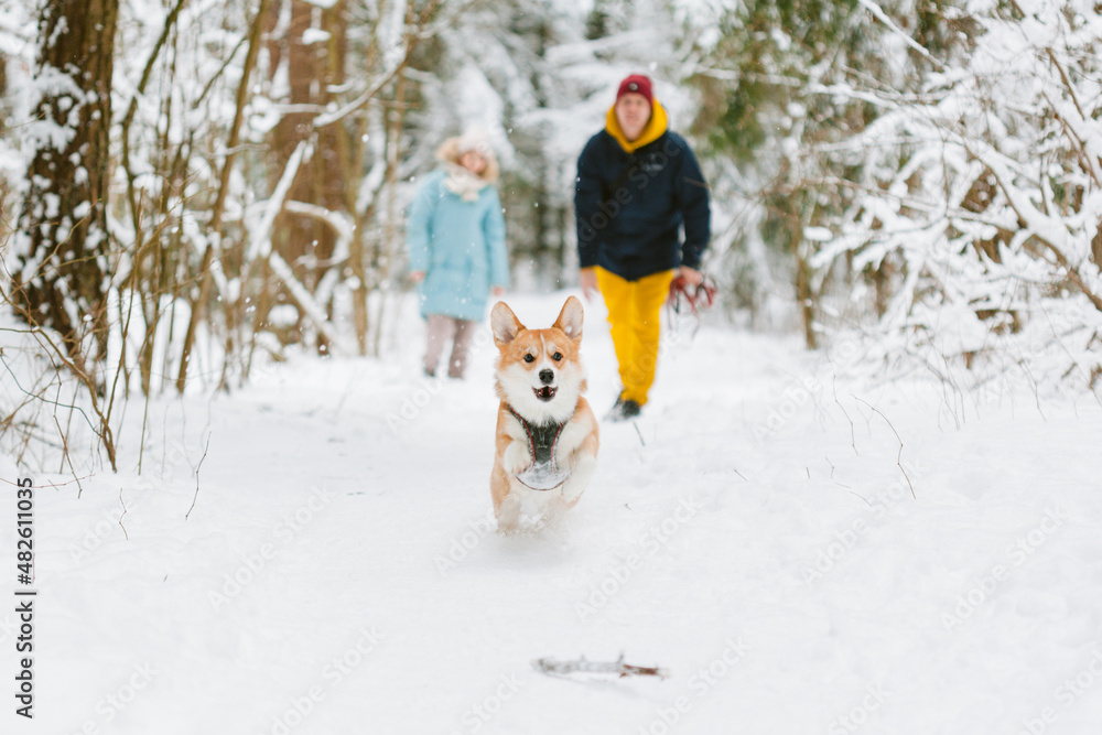 Well dressed happy girl and man with Corgi dog outdoors in winter. Pets, people and season concept. Cheerful couple having fun with cute dog in snowy park
