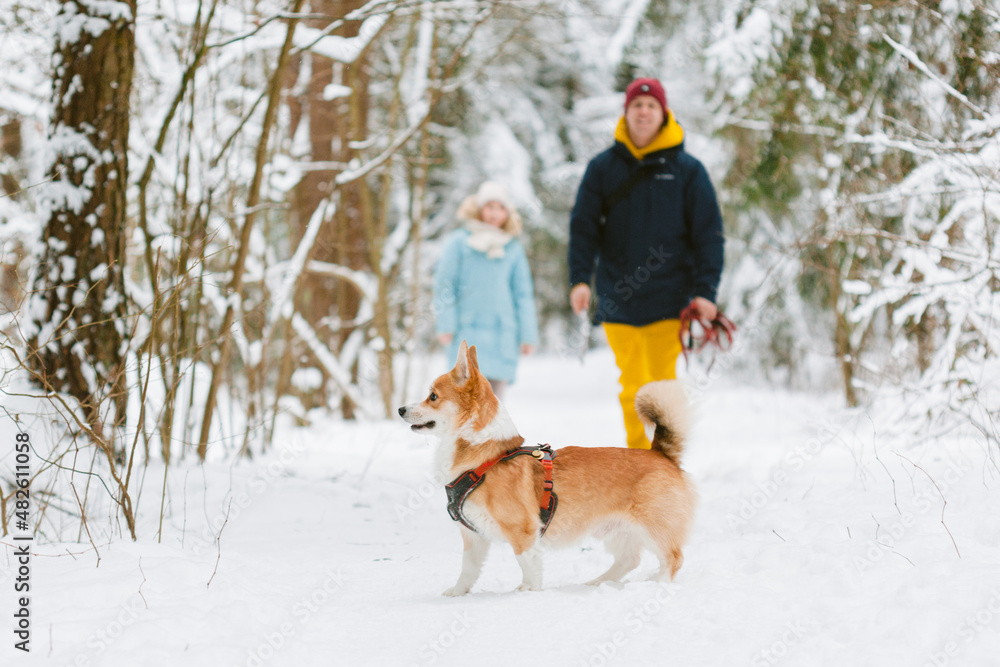 Well dressed happy girl and man with Corgi dog outdoors in winter. Pets, people and season concept. Cheerful couple having fun with cute dog in snowy park