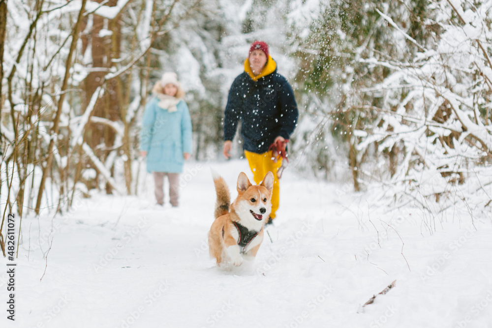 Well dressed happy girl and man with Corgi dog outdoors in winter. Pets, people and season concept. Cheerful couple having fun with cute dog in snowy park