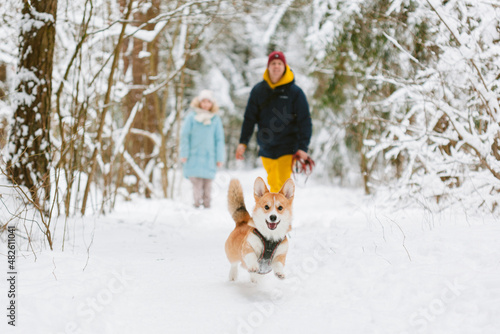 Obraz na płótnie Well dressed happy girl and man with Corgi dog outdoors in winter. Pets, people and season concept. Cheerful couple having fun with cute dog in snowy park w salonie