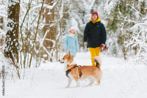 Obraz na płótnie Well dressed happy girl and man with Corgi dog outdoors in winter. Pets, people and season concept. Cheerful couple having fun with cute dog in snowy park w salonie