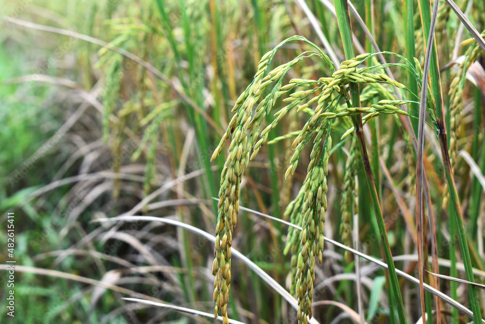 Obraz premium rice field