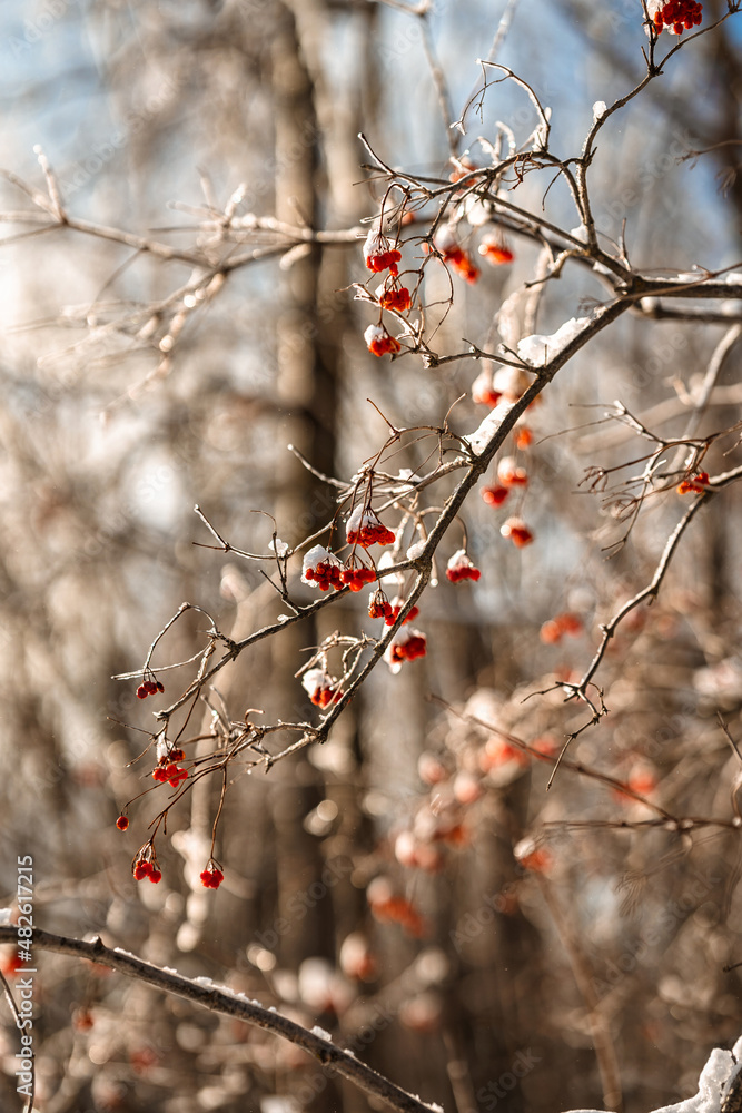 Red berries on a branch covered with snow and ice. Amazing natural winter background Red berries on a branch covered with snow and ice. Amazing natural winter background