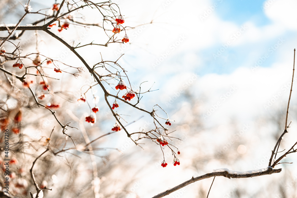 Red berries on a branch covered with snow and ice. Amazing natural winter background Red berries on a branch covered with snow and ice. Amazing natural winter background