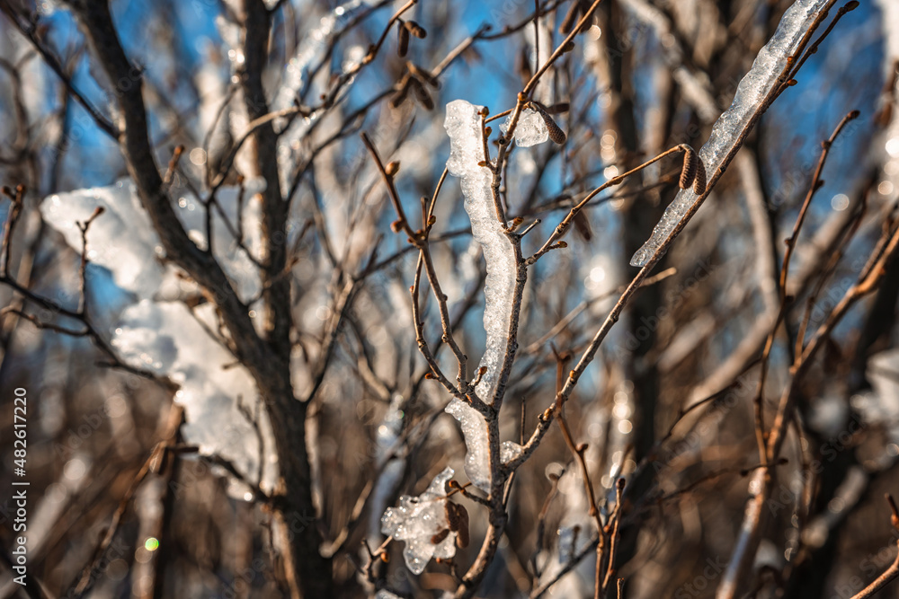 Natural winter background with bare tree branches covered with ice