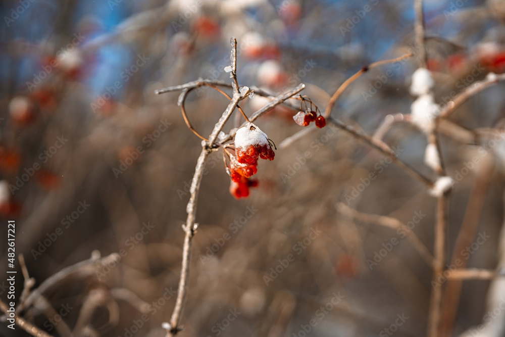 Red berries on a branch covered with snow and ice. Amazing natural winter background Red berries on a branch covered with snow and ice. Amazing natural winter background