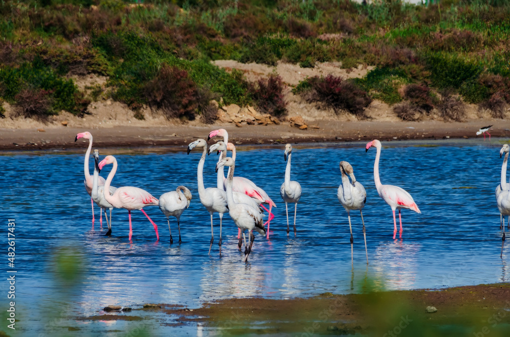 Naklejka premium Group of flamingos eating in the marshes