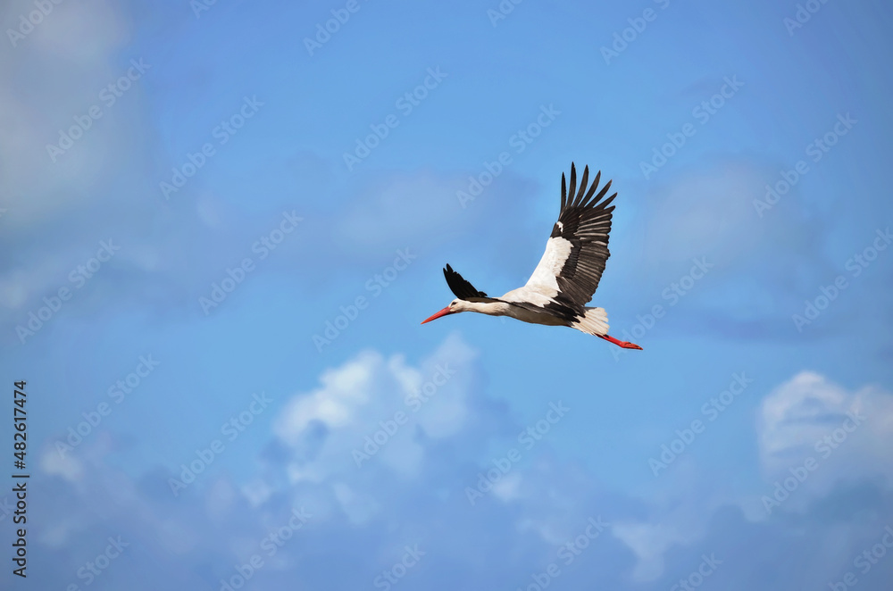 One red billed Stork flying alone the open blue sky with extended wings and closed peak. European white stork (ciconia ciconia) One red billed Stork flying alone the open blue sky with extended wings and closed peak. European white stork (ciconia ciconia)