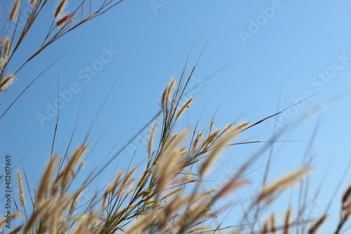Liliopsida flower grass on sky background