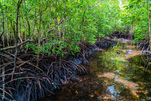 Small river in Mangrove forest  Zanzibar. Tropical forest in mud. Jozani forest