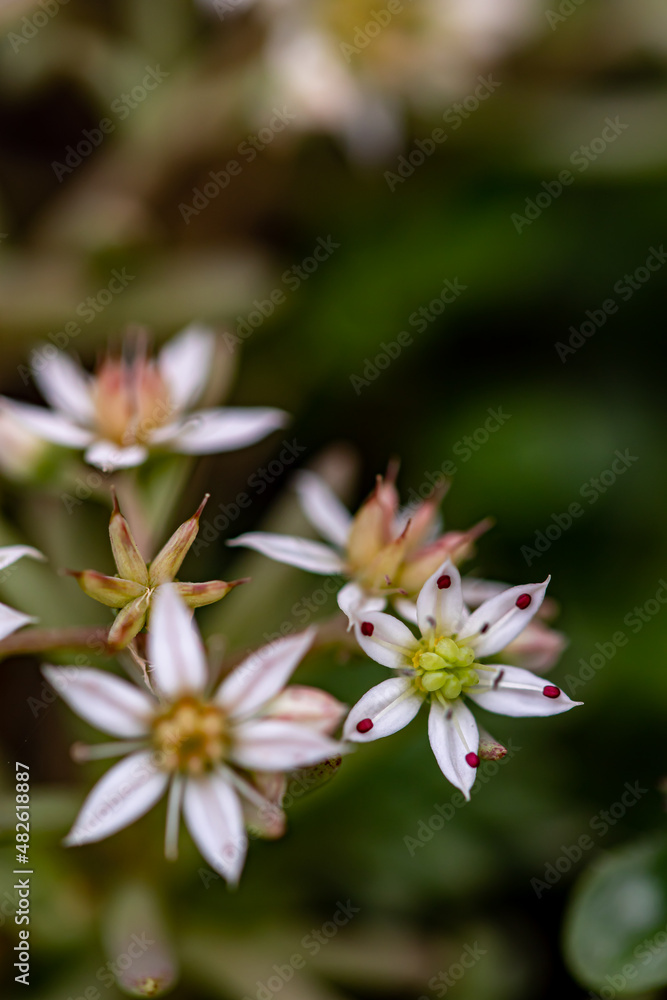 Saxifraga sedoides flower growing in forest, close up Saxifraga sedoides flower growing in forest, close up
