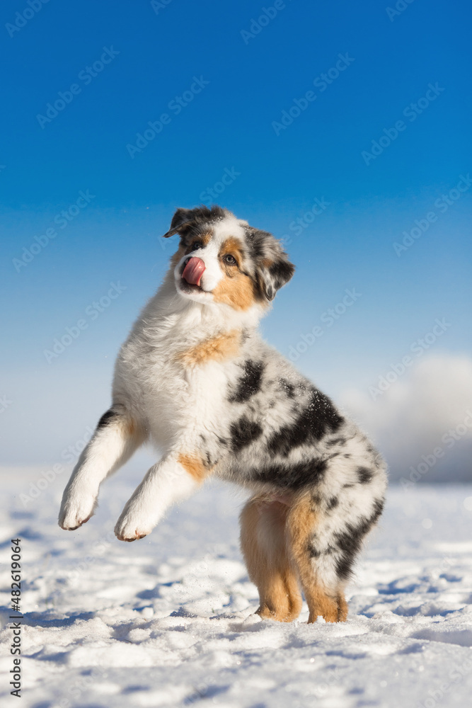 small puppies  jumping  with white cold winter snow in sunny day under the blue sky