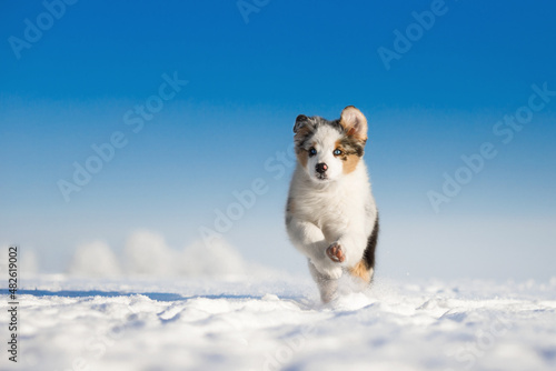 small puppies playing with white cold winter snow in sunny day under the blue sky © Krystsina