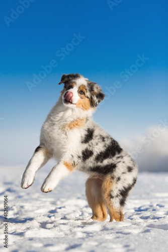 small puppies jumping with white cold winter snow in sunny day under the blue sky