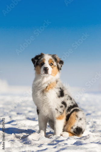 small puppies playing with white cold winter snow in sunny day under the blue sky
