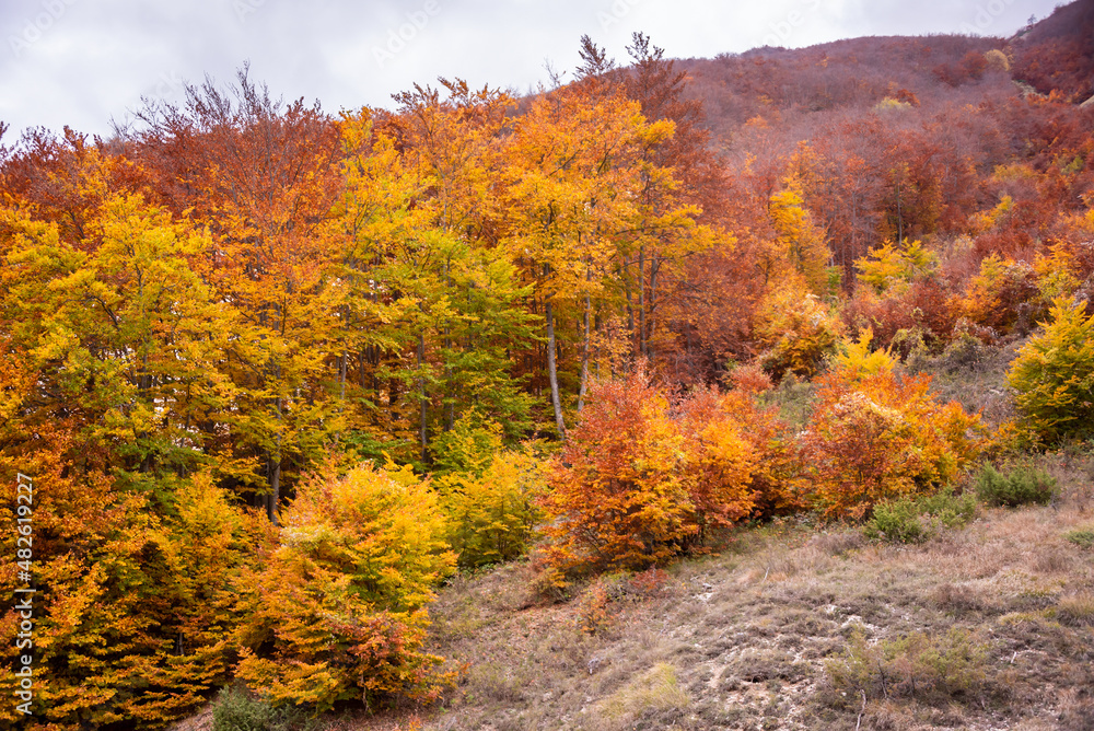 Autumn seasonal landscape with colorful trees and fogliage Autumn seasonal landscape with colorful trees and fogliage