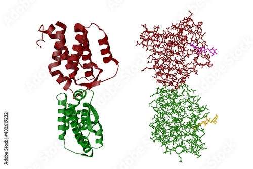 Crystal structure and molecular model of human interleukin-34 isolated on white background. Rendering with differently colored protein chains based on protein data bank. 3d illustration