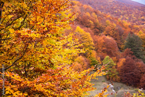Autumn seasonal landscape with colorful trees and fogliage © Maresol