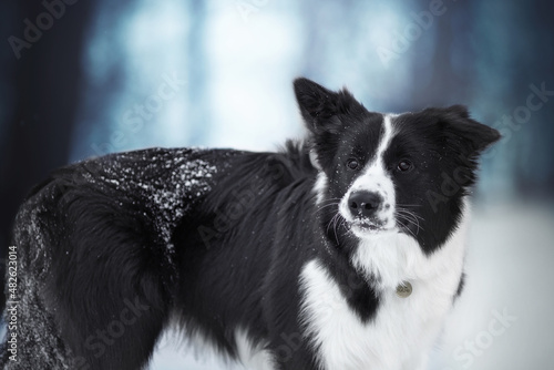 black and white border collie dog portrait in cold snow winter © Krystsina