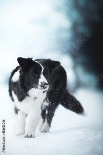 black and white border collie dog going in cold snow winter © Krystsina