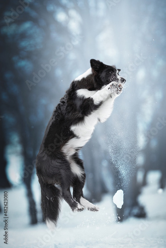 black and white border collie dog jumping in cold snow winter