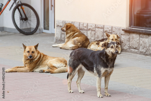 A gang of stray dogs.Half-a-dozen stray street dogs roaming in a residential area.Homeless dog on the street of the old city.Homeless animal problem