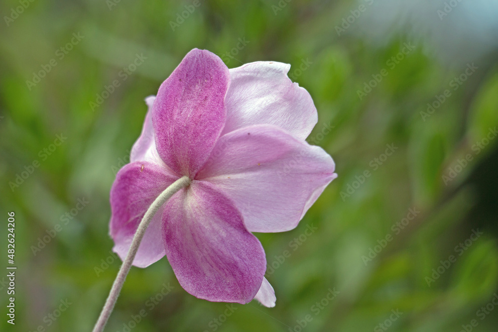 Pink Japanese anemone flower, Anemone x hybrida elegans, Japanese tumbleweed or windflower, close-up view from behind Pink Japanese anemone flower, Anemone x hybrida elegans, Japanese tumbleweed or windflower, close-up view from behind
