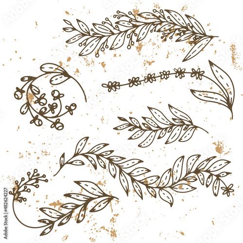 Hand drawn decorative elements. Vector graphic with vintage botanical branches abd berries