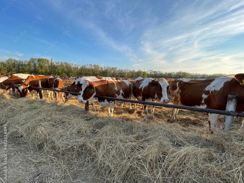 large horizontal photo. summer time. Russia. Dairy cows in a free
