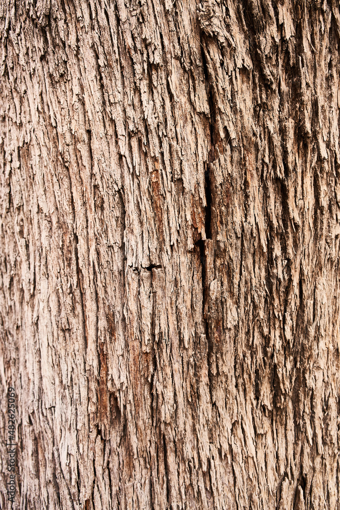 Obraz premium Tree bark texture, natural background