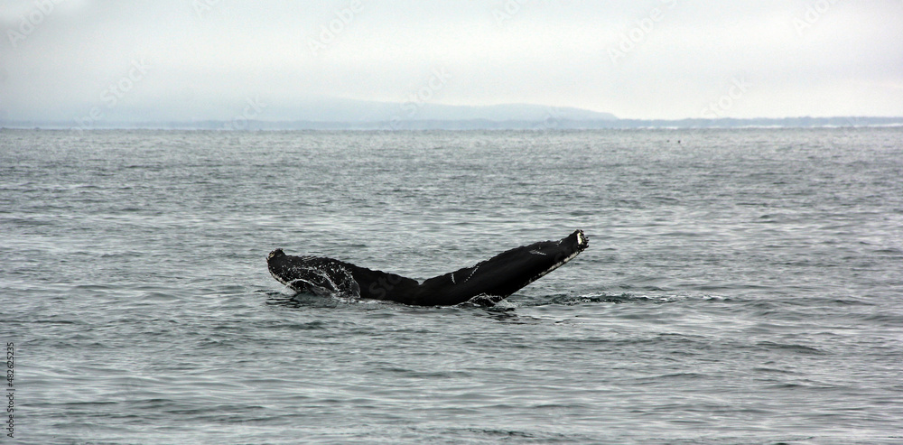 Fototapeta premium queue de la baleine