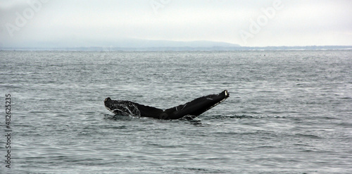 queue de la baleine