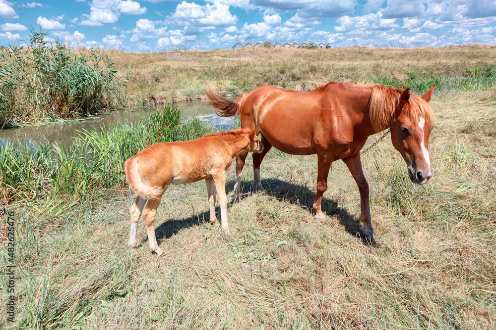 Horses mother and foal . Domestic mare and colt on the pasture Horses mother and foal . Domestic mare and colt on the pasture
